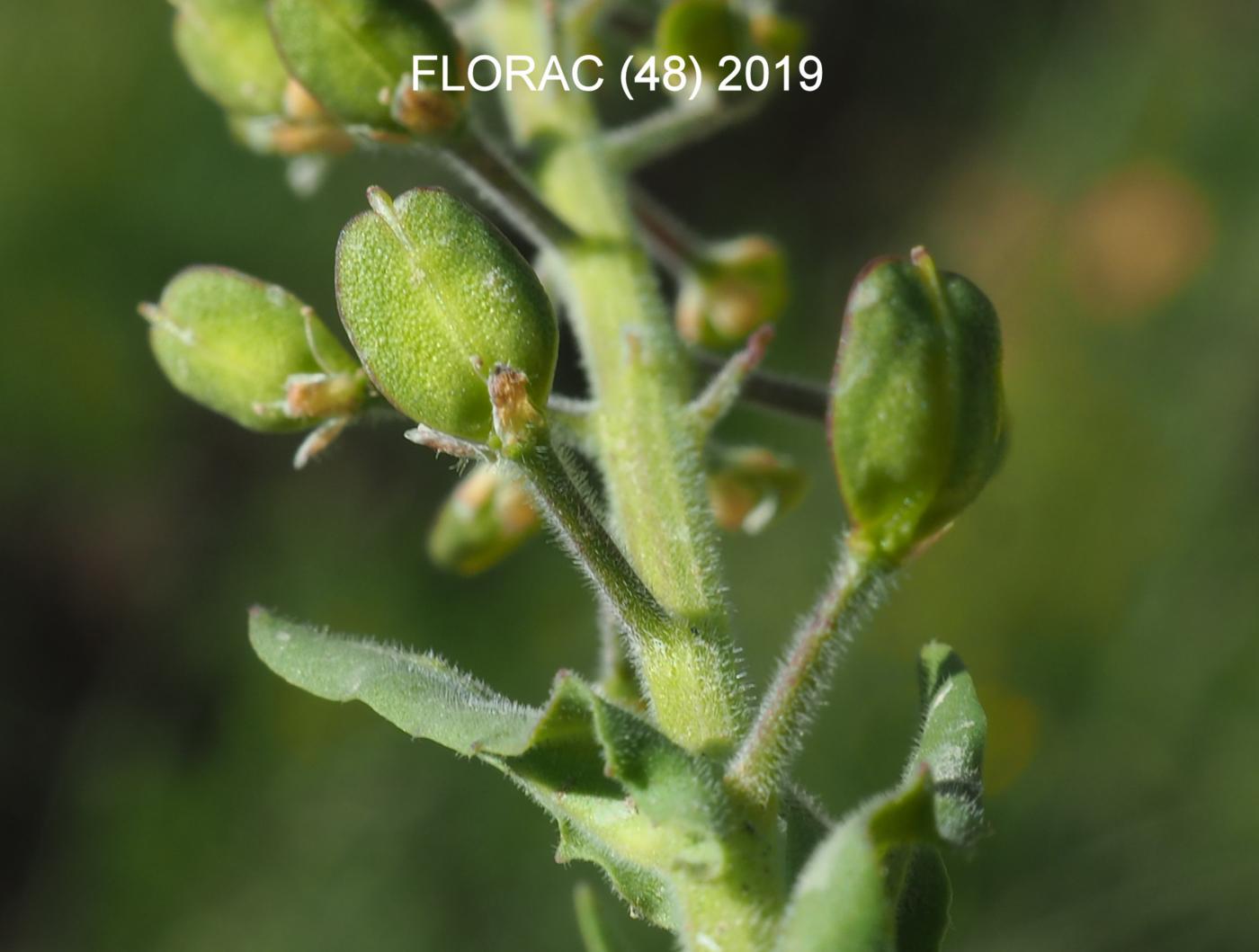 Pepperwort, Field fruit